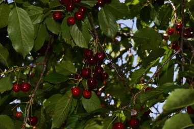 Olgun yeşil meyveli kiraz ağacı, yakın plan, bahar konsepti.  