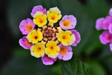 Güneşli yaz gününde bahçede yetişen güzel çiçekler. 