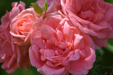 Güneşli yaz gününde bahçede büyüyen güzel güller. 