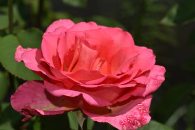 Güneşli bir günde bahçede yetişen güzel bir gül çiçeği. 