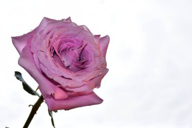 Gökyüzü arka planında güzel bir gül, yaz konsepti, yakın manzara  