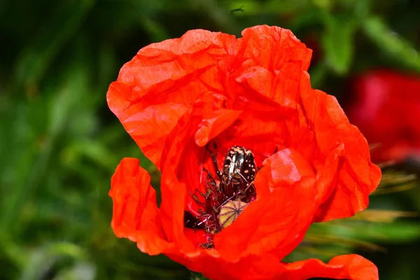 Bug Bela Flor Jardim Verão Dia Ensolarado — Fotografia de Stock