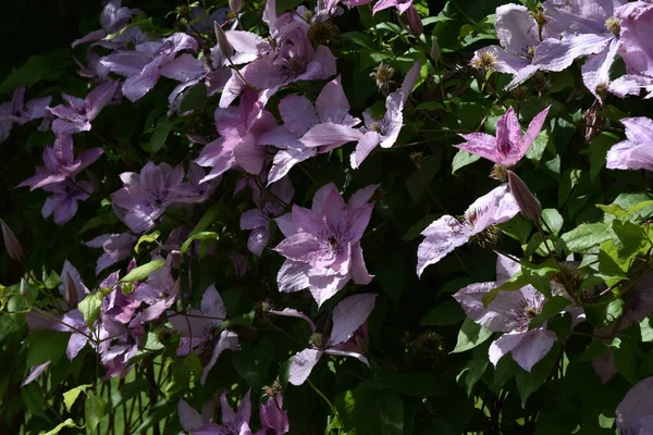 Hermosas Flores Que Crecen Jardín Verano Día Soleado — Foto de Stock