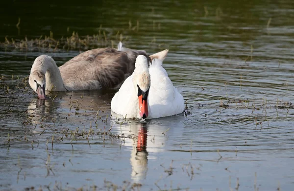 Vackra Svanar Simmar Sjö Vattenytan Sommardagen — Stockfoto