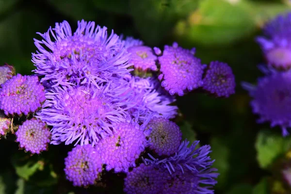 Beautiful Flowers Growing Garden Summer Sunny Day — Stock Photo, Image