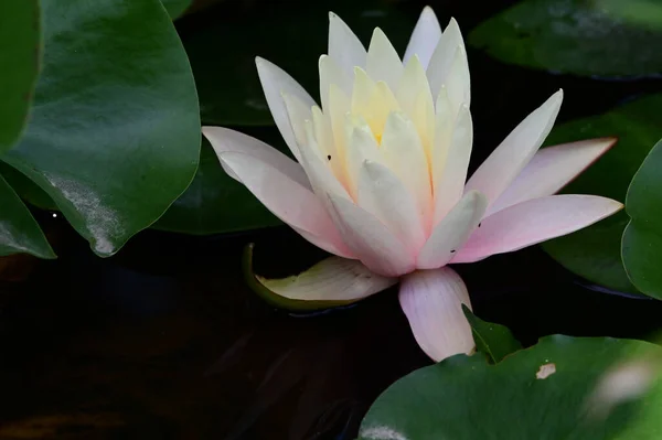 Mooie Bloeiende Lotus Groeien Vijver Zomerdag — Stockfoto