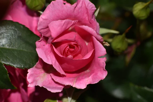 Hermosa Flor Rosa Creciendo Jardín Día Soleado — Foto de Stock