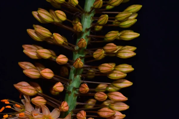 Красива Квітка Темному Фоні Літня Концепція Близький Вигляд — стокове фото