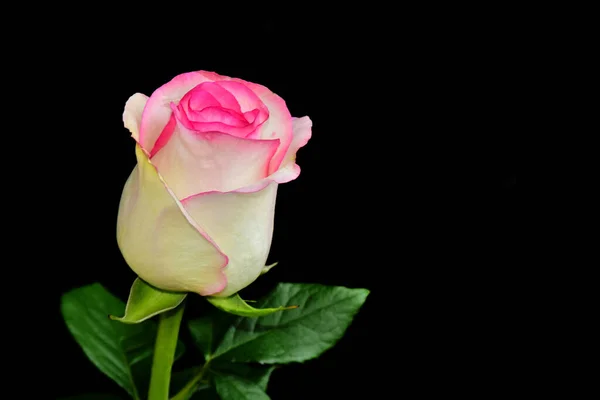 Krásná Růže Tmavém Pozadí Letní Koncept Zblízka — Stock fotografie