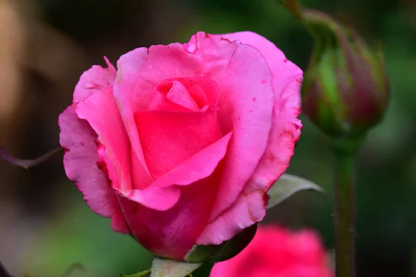 Schöne Rosenblüte Die Sonnigen Tagen Garten Wächst — Stockfoto