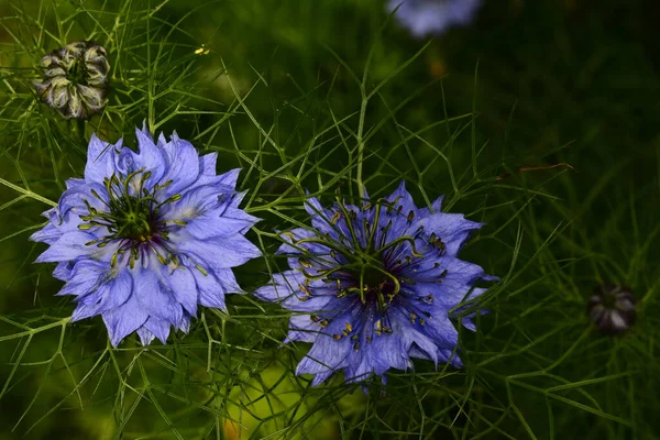 Beautiful Flowers Growing Garden Summer Sunny Day — Stock Photo, Image