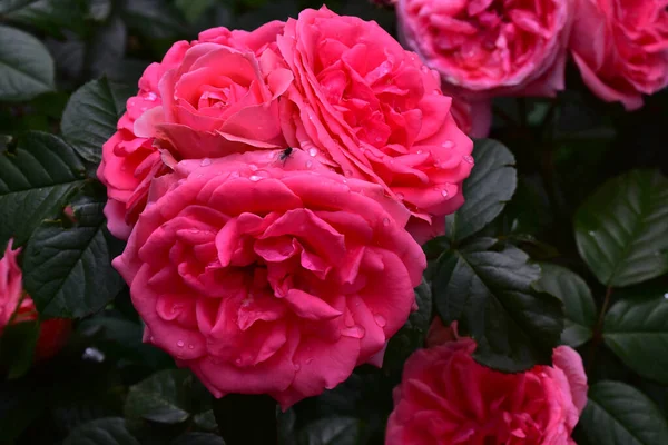 Mawar Indah Tumbuh Taman Pada Musim Panas Hari Yang Cerah — Stok Foto