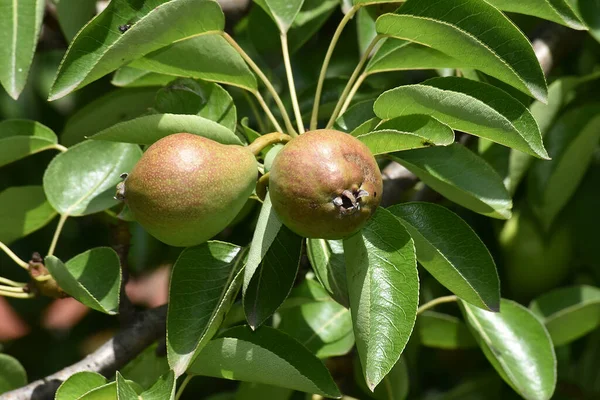 Arbre Aux Poires Mûres Poussant Plein Air Concept Été Vue — Photo