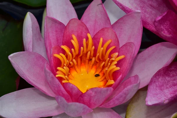 Beautiful Blooming Lotus Growing Pond Summer Day — Stock Photo, Image