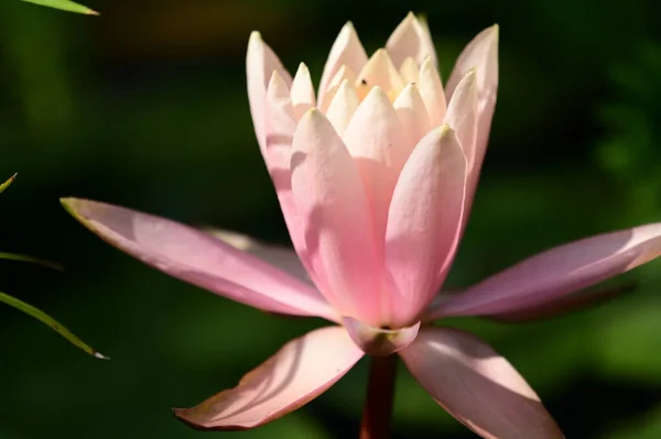 Gyönyörű Virágzó Lótusz Nyári Napon — Stock Fotó