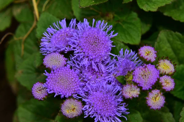 Beautiful Flower Growing Garden Sunny Day — Stock Photo, Image