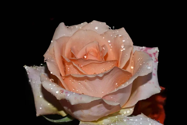 Bela Rosa Flor Crescendo Jardim Dia Ensolarado — Fotografia de Stock