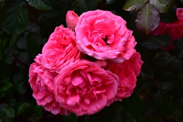 Belles Roses Poussant Dans Jardin Journée Ensoleillée Été — Photo