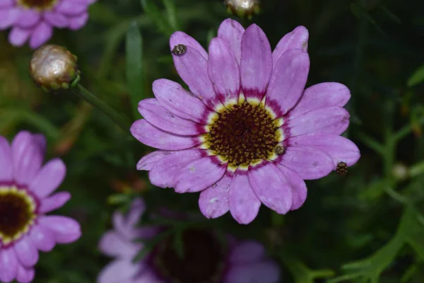 beautiful flowers growing in garden at summer sunny day