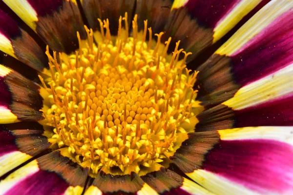 Beautiful Flower Growing Garden Sunny Day — Stock Photo, Image