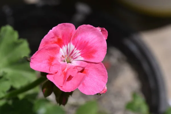 Красива Квітка Росте Саду Сонячний День — стокове фото