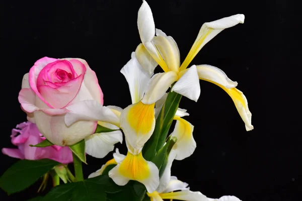 Hermosas Flores Sobre Fondo Oscuro Concepto Verano Vista Cercana — Foto de Stock