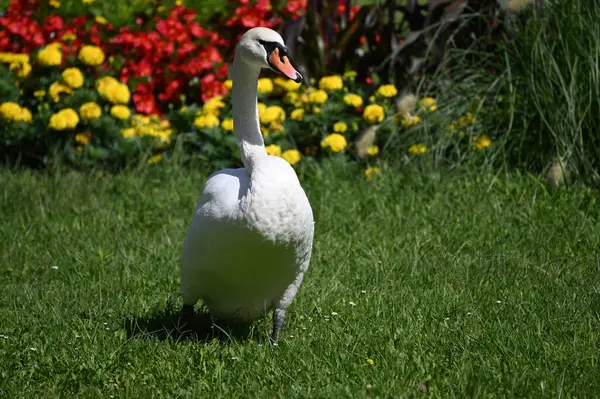 Vacker Söt Svan Sommardagen — Stockfoto