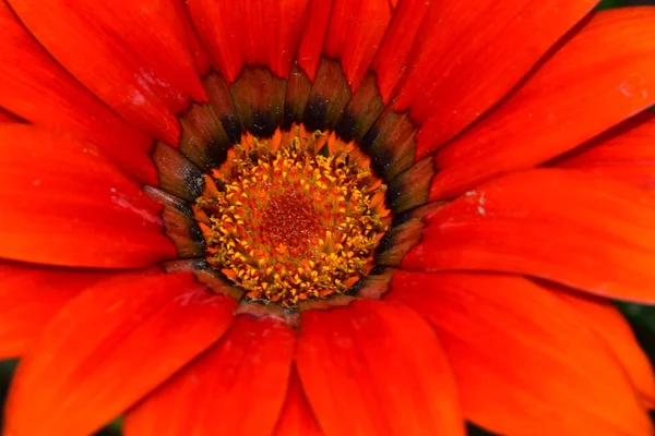 Krásná Květina Rostoucí Zahradě Slunečného Dne — Stock fotografie