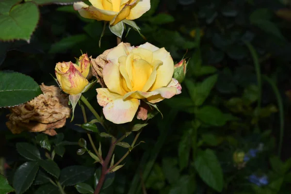 Prachtige Rozen Groeien Tuin Zomer Zonnige Dag — Stockfoto