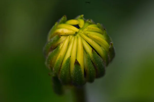 晴れた日に庭で育つ美しい花 — ストック写真