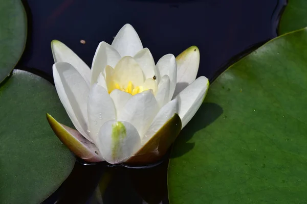 Hermoso Loto Floreciente Creciendo Estanque Día Verano — Foto de Stock