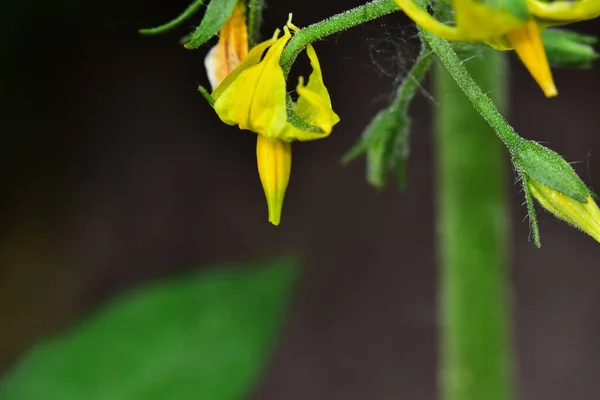 Bellissimi Fiori Sfondo Scuro Concetto Estivo Vista Vicino — Foto Stock