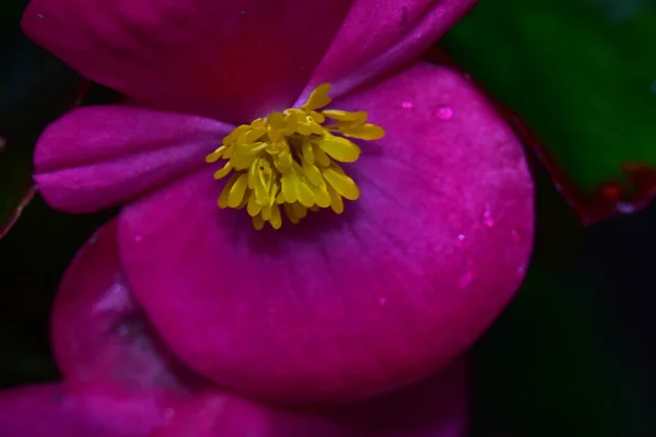 Hermosa Flor Que Crece Jardín Día Soleado —  Fotos de Stock