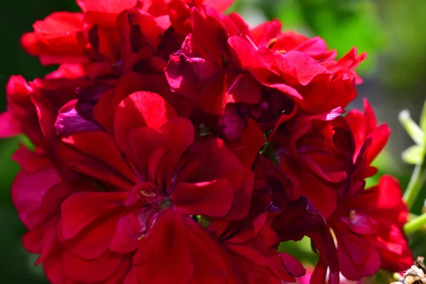 Belles Fleurs Poussant Dans Jardin Journée Ensoleillée Été — Photo