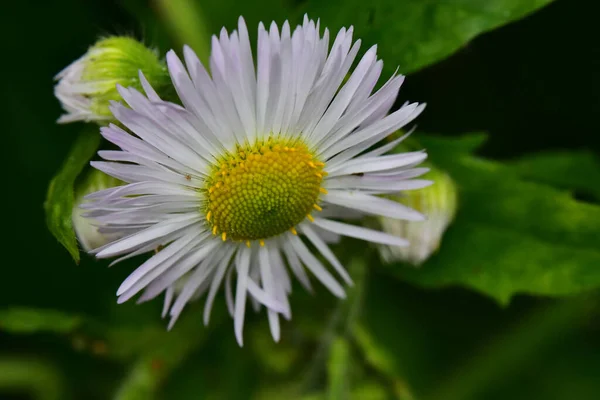 Mooie Bloem Groeien Tuin Zonnige Dag — Stockfoto