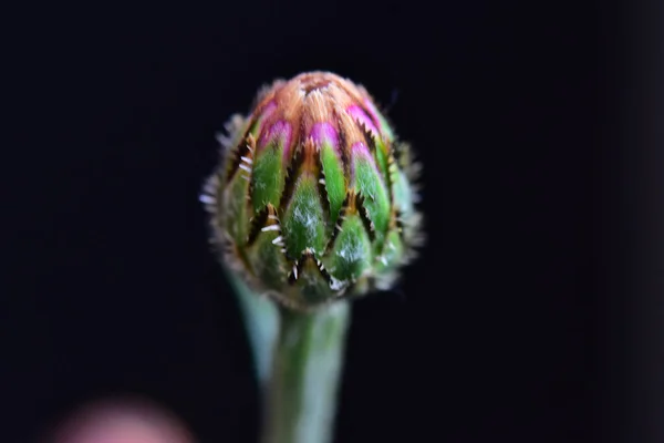 Красива Квітка Темному Фоні Концепція Весни Вид Крупним Планом — стокове фото