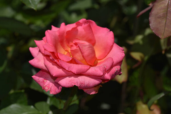 beautiful rose flower growing in garden at sunny day 