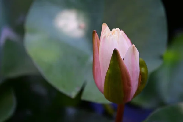 Hermoso Loto Floreciente Creciendo Estanque Día Verano — Foto de Stock