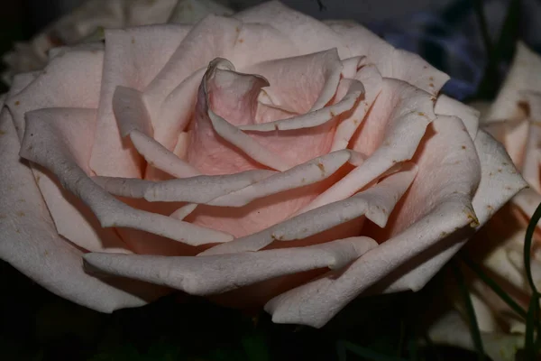 Schöne Rose Auf Dunklem Hintergrund Sommerkonzept Nahsicht — Stockfoto