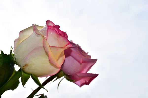 Красивые Розы Фоне Неба Летняя Концепция Близкий Вид — стоковое фото