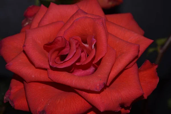 Piękny Kwiat Róży Rośnie Ogrodzie Słoneczny Dzień — Zdjęcie stockowe