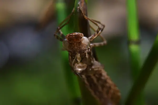 Käfer Auf Pflanze Wächst Garten Sonnigem Sommertag — Stockfoto
