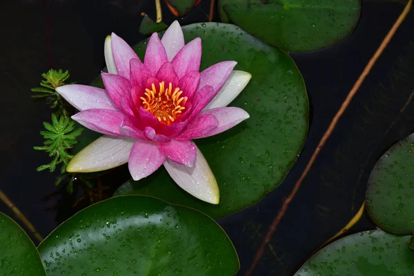 Güzel çiçek açan nilüfer çiçekleri yaz günü gölette büyür. 