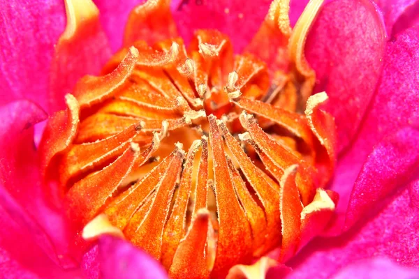 Piękny Kwiat Rośnie Ogrodzie Słoneczny Dzień — Zdjęcie stockowe