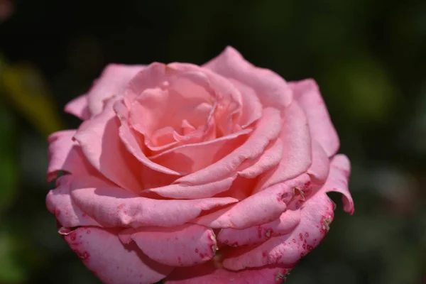 Hermosa Flor Rosa Creciendo Jardín Día Soleado — Foto de Stock