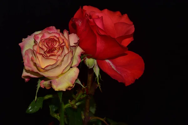 Schöne Rosen Auf Dunklem Hintergrund Sommerkonzept Nahsicht — Stockfoto