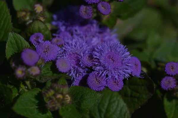 Belles Fleurs Poussant Dans Jardin Journée Ensoleillée Été — Photo