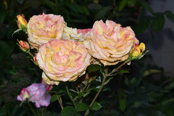 Hermosas Rosas Que Crecen Jardín Verano Día Soleado —  Fotos de Stock