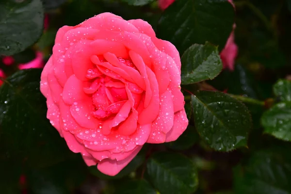 Beautiful Rose Flower Growing Garden Sunny Day — Stock Photo, Image