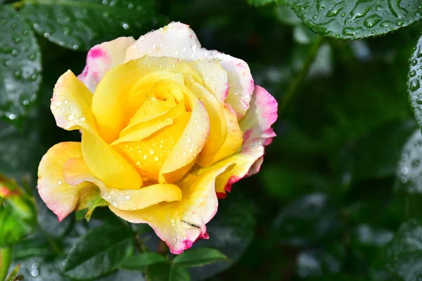 晴れた日に庭で育つ美しいバラの花 — ストック写真